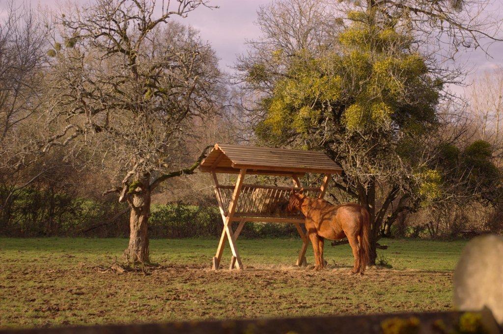 Râtelier pour chevaux